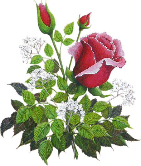 roza, rozyczka - roza migajaca biale kwiatki.gif