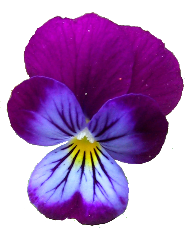 Kwiaty - viola 1.png