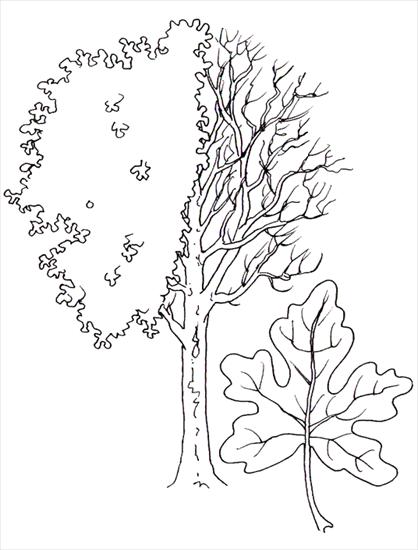 kolorowanki1 - drzewo - klon polny.gif