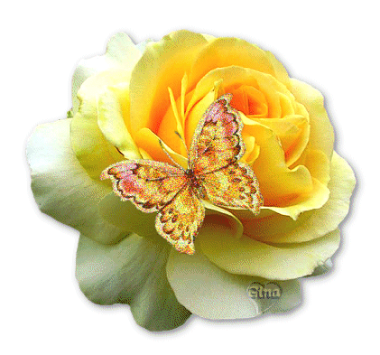 Róże - roza herbaciana z motylkiem.gif