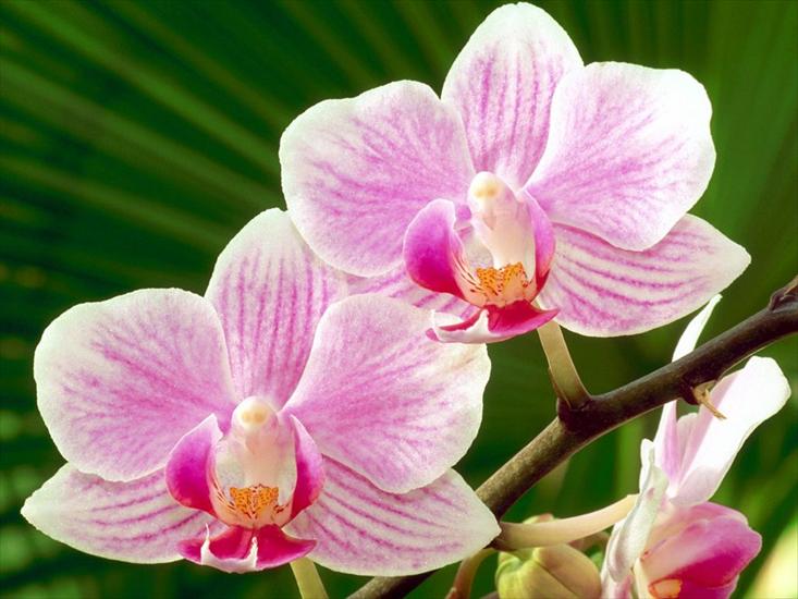 storczyki - www_tapety_jajex_info_orchidee_51.jpg