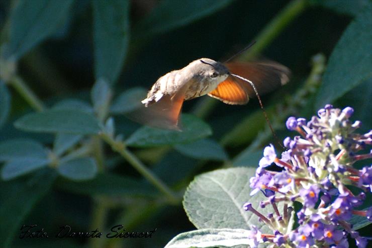 Fruczak gołąbek. Macroglossum stellatarum - DSC_9958A.jpg