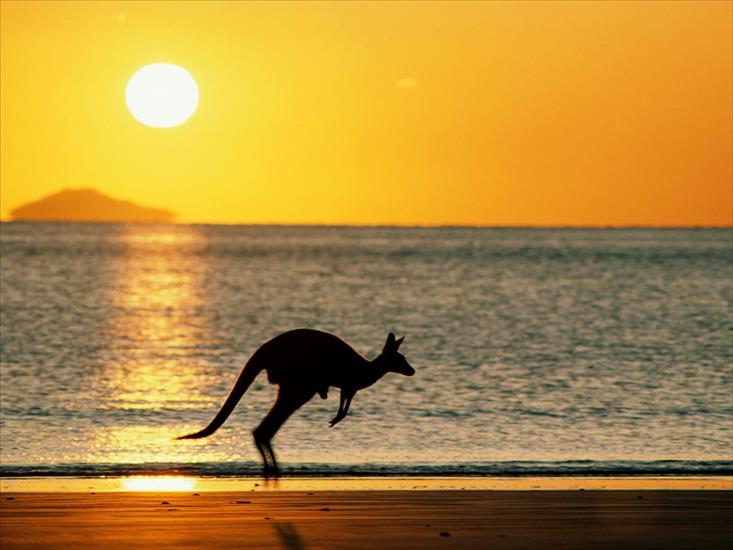 kangury - kangur.jpg